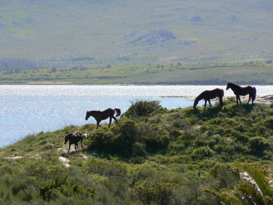 0 Bedroom Property for Sale in Fisherhaven Western Cape